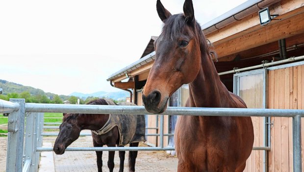 Die Ansprüche an einen Pensionspferdestall sind je nach Kundschaft unterschiedlich und umfangreich. Der Zeitaufwand ist ein wichtiger Kostenfaktor für den Stallbetreiber.