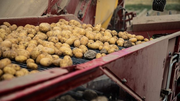 Der Anbau von Saatkartoffeln oder Pflanzkartoffeln ist anspruchsvoll, die Planung komplex und das Business knallhart. Bild: Pia Neuenschwander