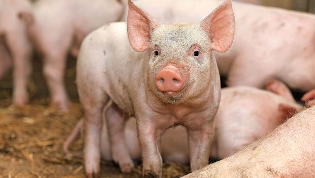 Im Abferkelring haben sich die Betriebe entweder als Deck-/Wartebetrieb oder als Abferkel-/Aufzuchtbetrieb spezialisiert.