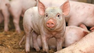 Im Abferkelring habe Im Abferkelring haben sich die Betriebe entweder als Deck-/Wartebetrieb oder als Abferkel-/Aufzuchtbetrieb spezialisiert.