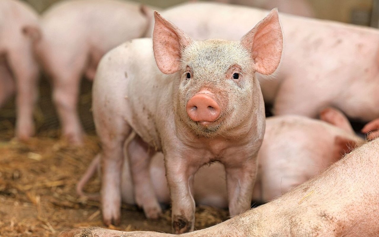 Im Abferkelring haben sich die Betriebe entweder als Deck-/Wartebetrieb oder als Abferkel-/Aufzuchtbetrieb spezialisiert.