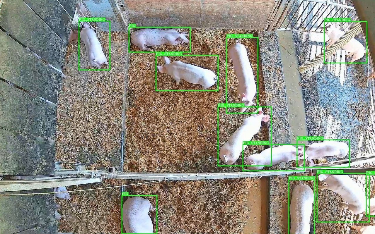 Das System von Vetvise erkennt automatisch, wie viele Tiere sich in welchem Funktionsbereich befinden und welche Position diese einnehmen. 