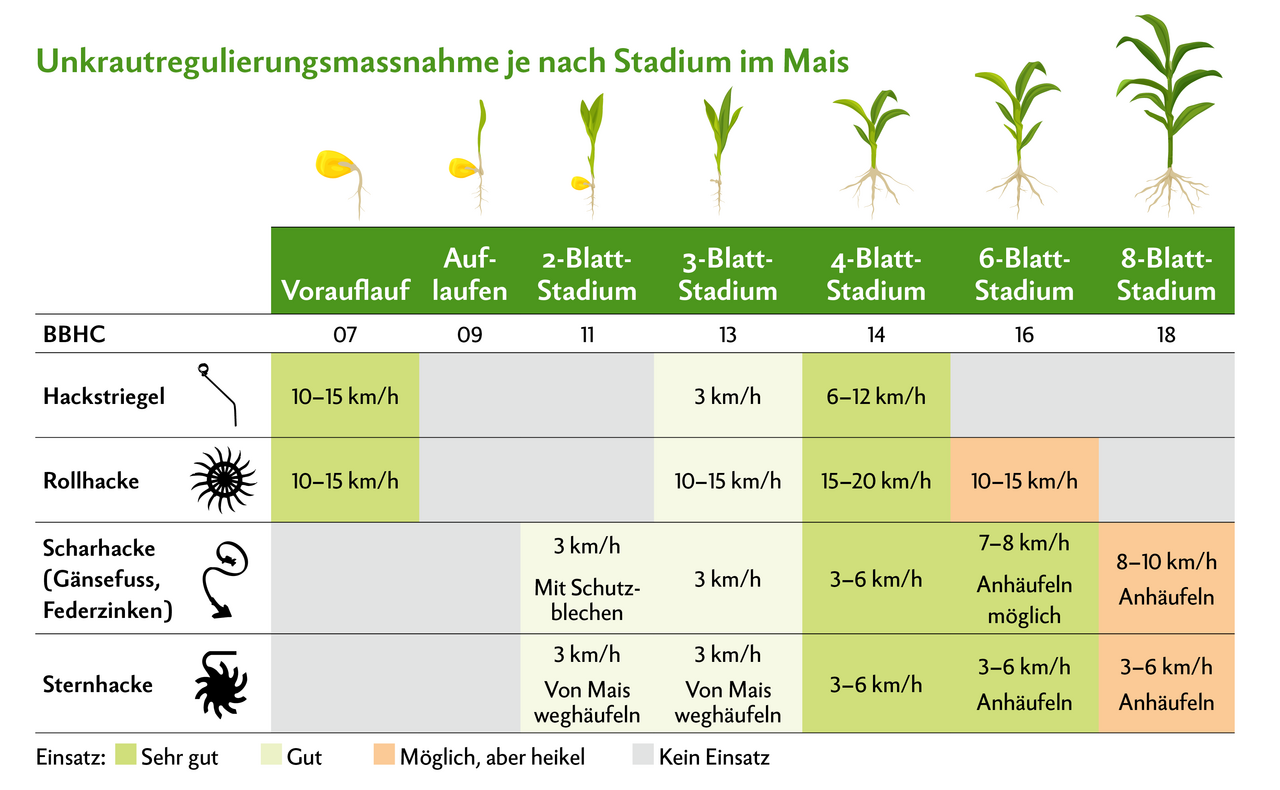 Der erste Hackdurchgang sollte im Zeitraum vom 2- bis 4-Blatt-Stadium erfolgen und der zweite zwischen dem 6- bis 8-Blatt-Stadium. Je später, desto grösser das Unkraut und umso schlechter die Wirkung. Je nach Unkrautdruck, Wetter und Maiswachstum kann ein dritter Hackdurchgang nötig sein. Der Einsatz einer Rollhacke wird nur auf verkrusteten Böden empfohlen.