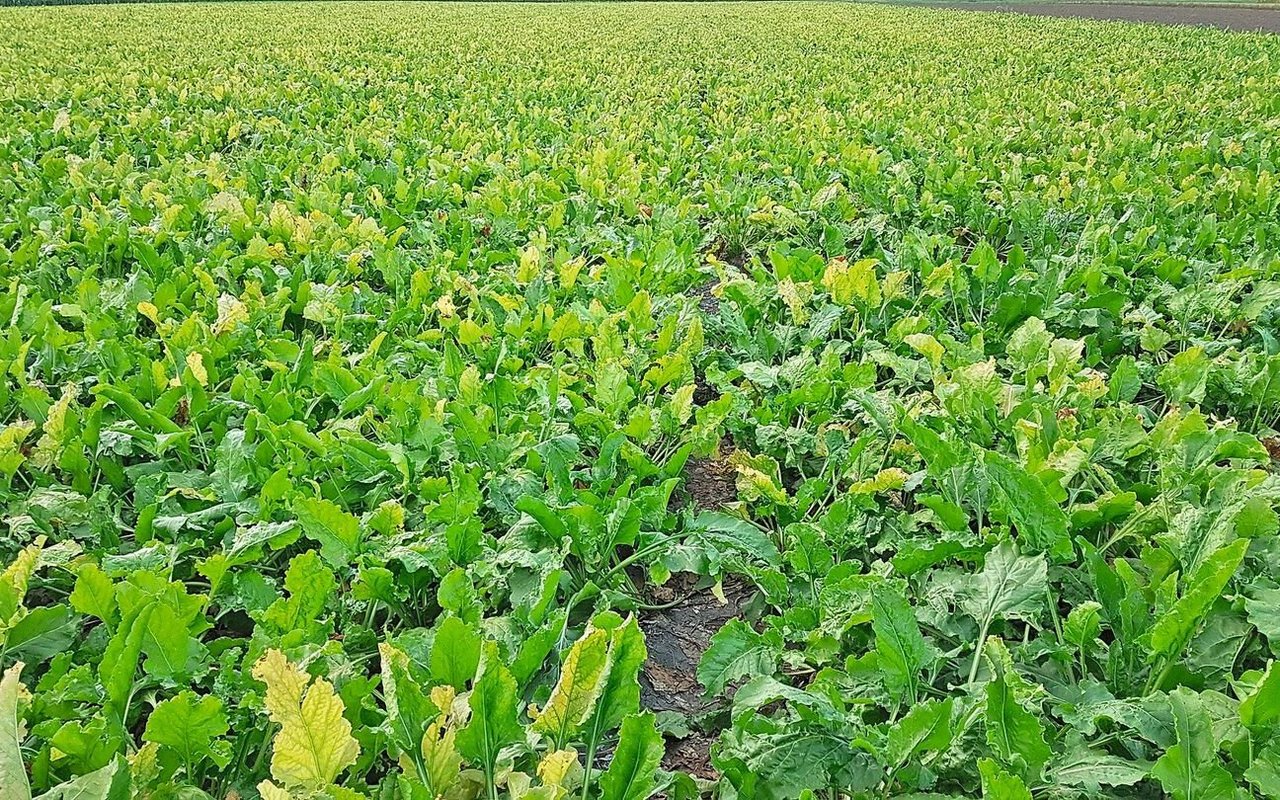 Moderate Zuckergehalte verursacht durch starker SBR-Befall im westlichen Anbaugebiet.Bild: Samuel Jenni