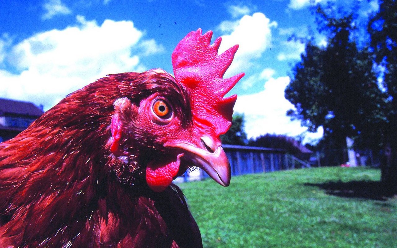 Eine Legehenne, deren Schnabel im Kükenalter korrekt touchiert wurde.