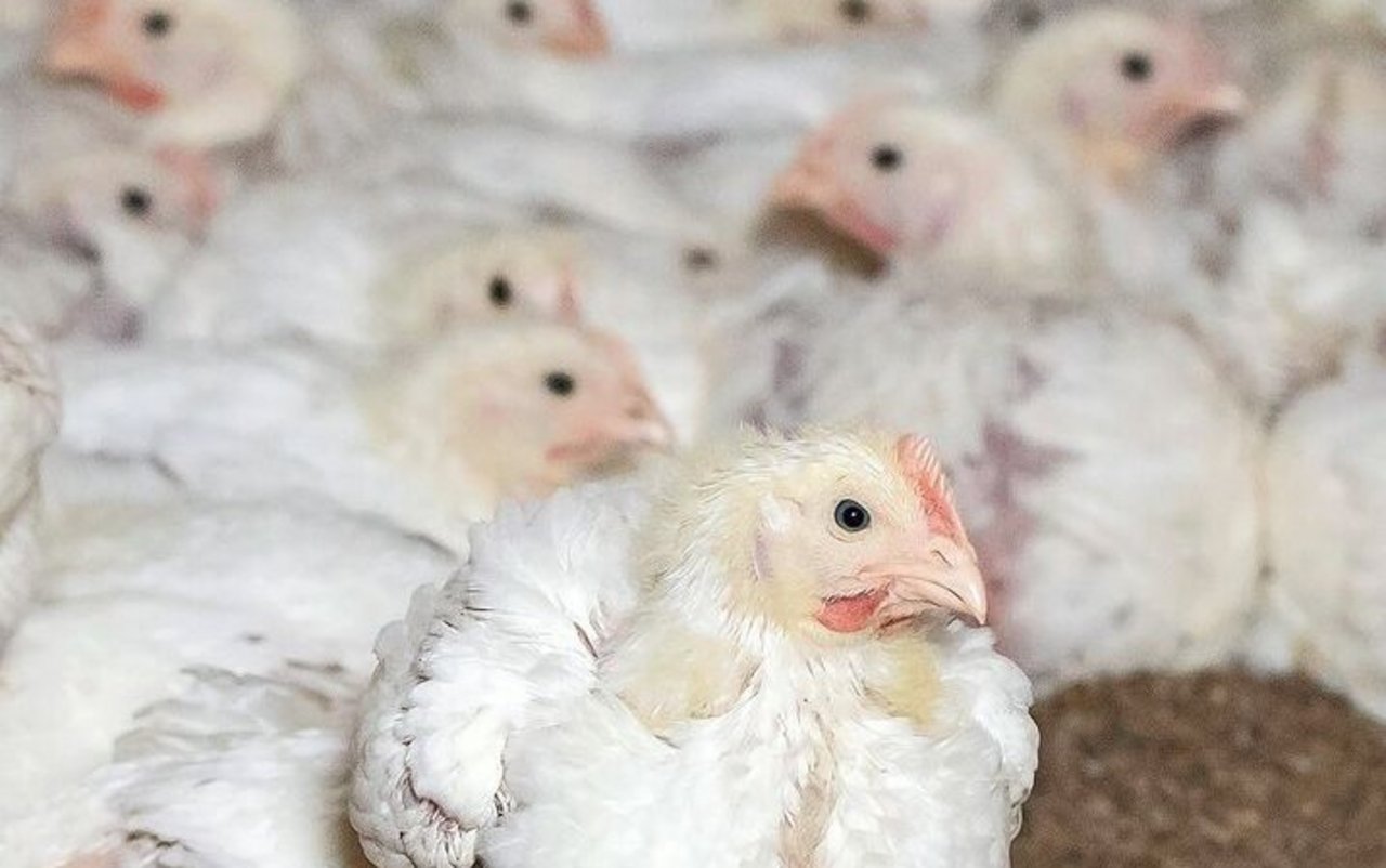 Was dann mit den Tieren nach einem positiven Befund passiert, hängt vom Salmonellen-Serotyp ab.