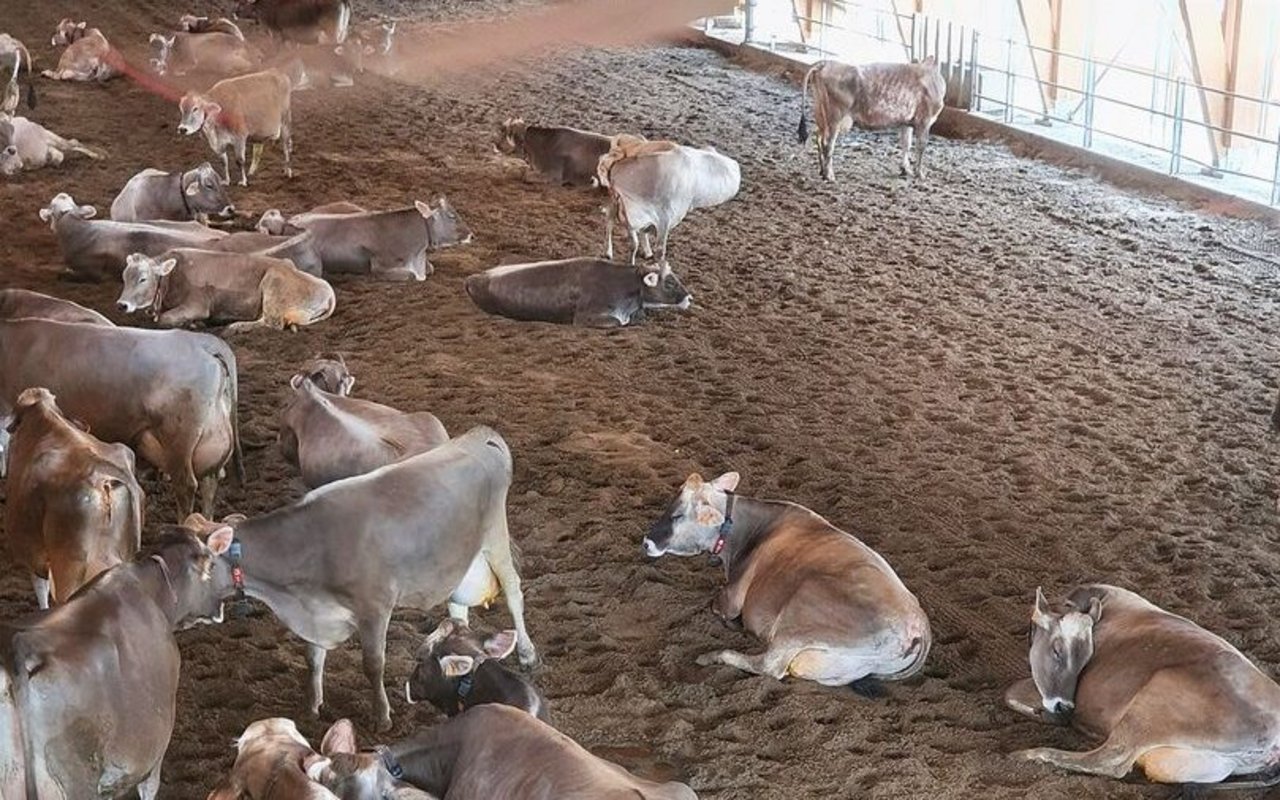 Durch die Sandoberfläche bleiben die Kühe sauber –  ein Vorteil für Klauen- und Eutergesundheit.