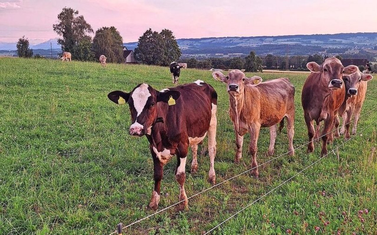 Das höchste Risiko für Parasitenerkrankungen haben erstweidende Tiere.