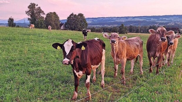 Das höchste Risiko für Parasitenerkrankungen haben erstweidende Tiere.