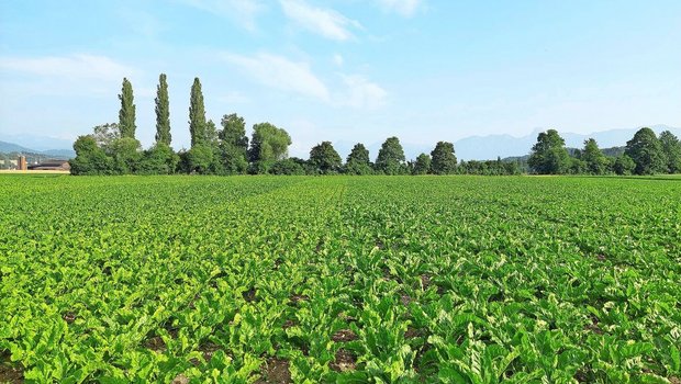 Die Sorten Smart Edytka (heller Streifen links) und Smart Beppina (ganz links) hatten Mitte Juni noch nicht Reihenschluss. Die Sorten Smart Manja (rechts), Smart Rossada und BTS 4825 hingegen bereits Anfang Juni – bei beiden Bodenbearbeitungsverfahren.