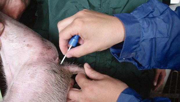 Mit einem Pinzette-artigen Instrument entnimmt die Tierärztin am After des Schweins eine Kotprobe.