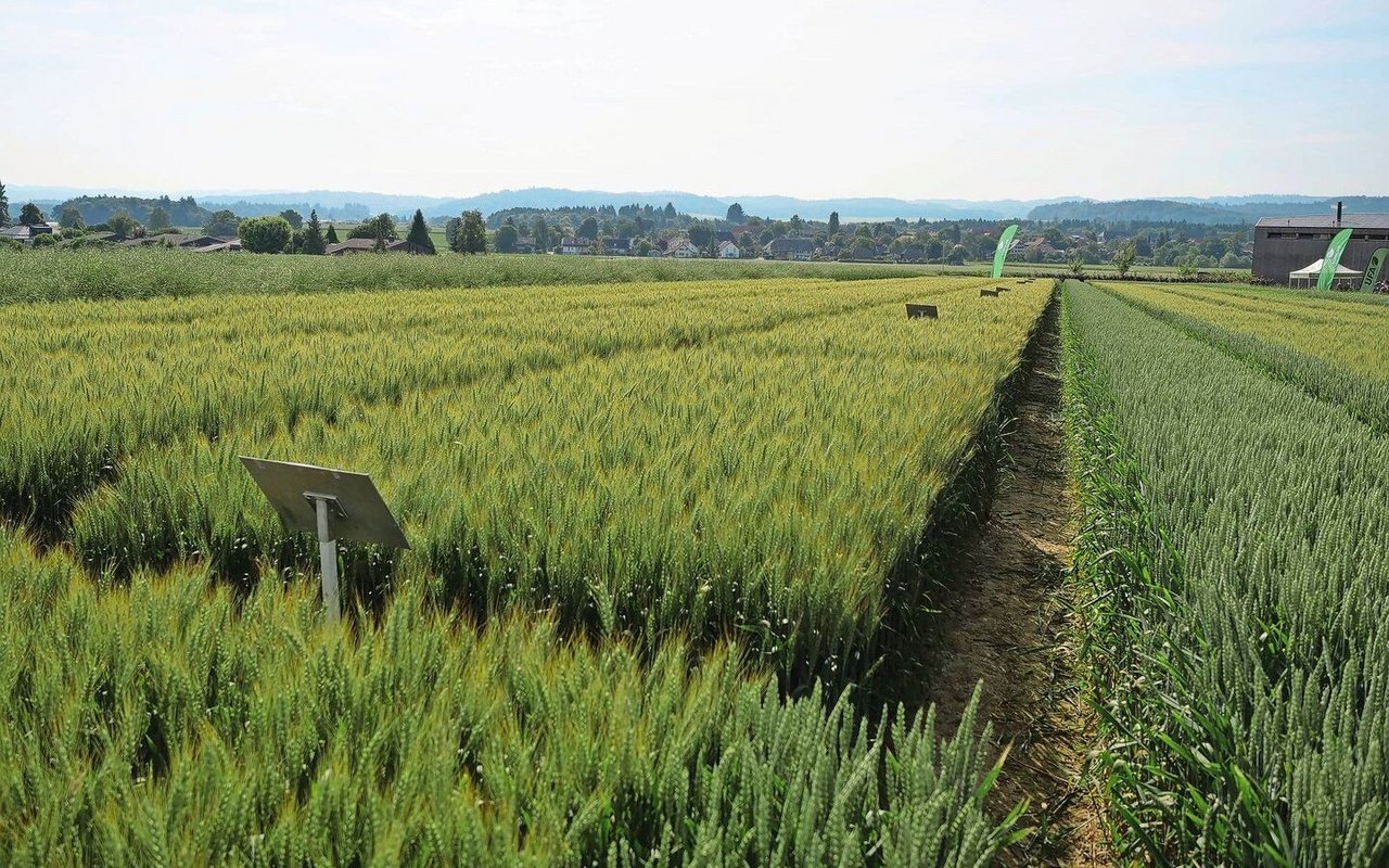 Bei einigen Biostimulanzien konnte eine Wirksamkeit nachgewiesen werden. Allerdings gibt es keine Studien, die zeigen, dass Biostimulanzien Stickstoffdünger ersetzen können. 