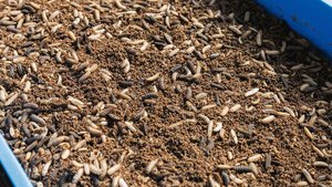 Insekten als Nutztier-Futter In einem blauen Gefäss kriechen Larven der Schwarzen Soldatenfliege auf einem braunen Substrat herum.