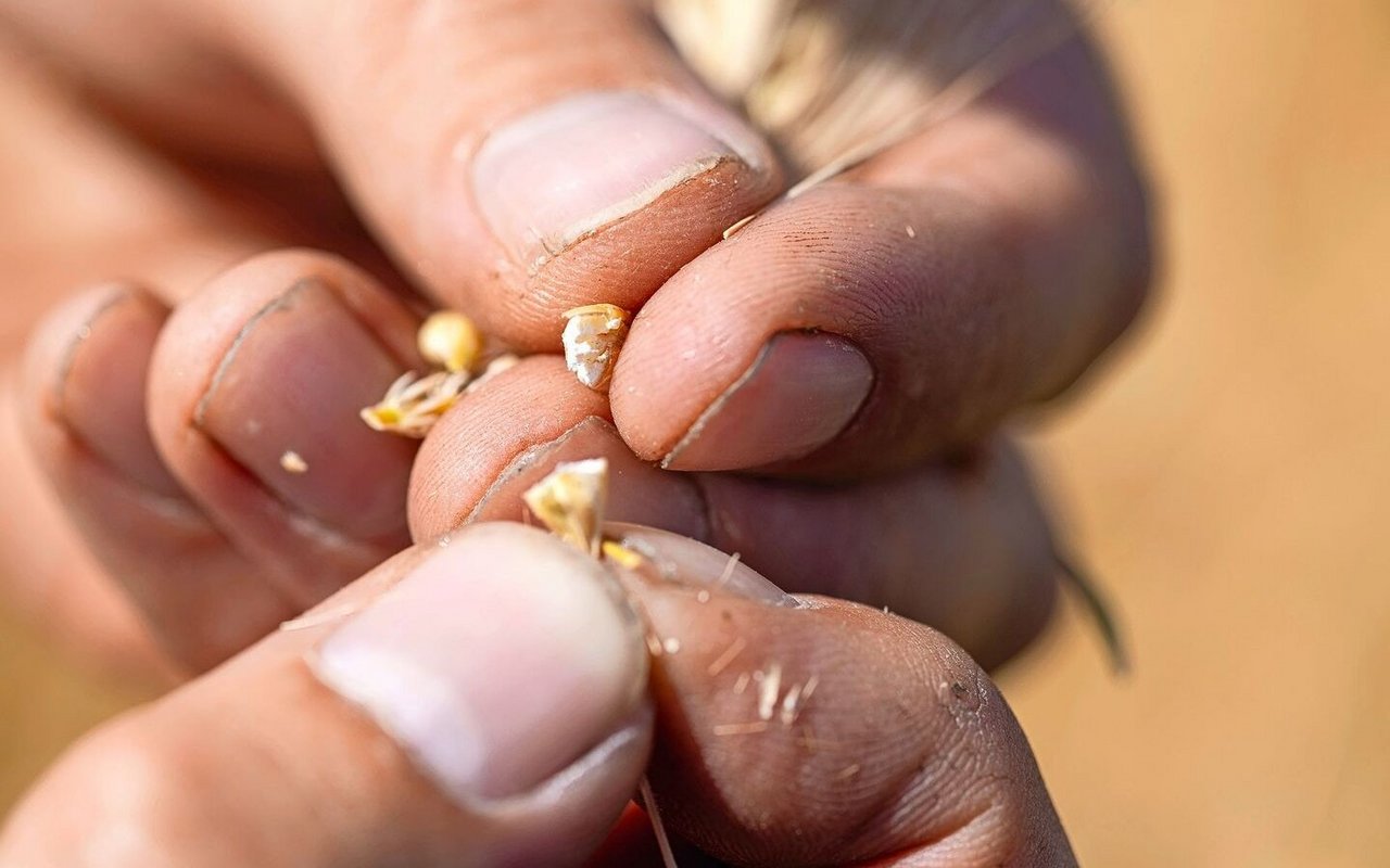 Wer nicht ins Korn schaut, zahlt später beim Trocknen doppelt.