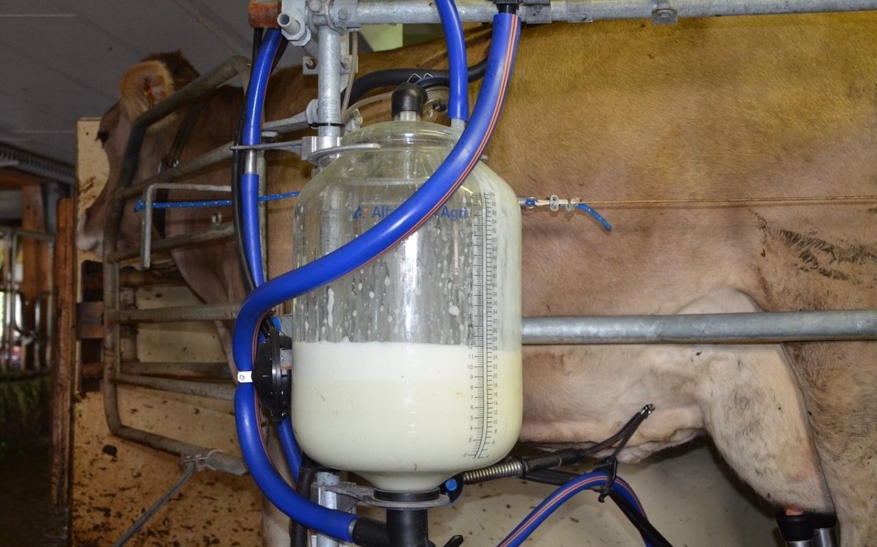 Eine braune Kuh steht im Melkstand. Im Vordergrund zu sehen ist das Glas, das sich mit Milch füllt.