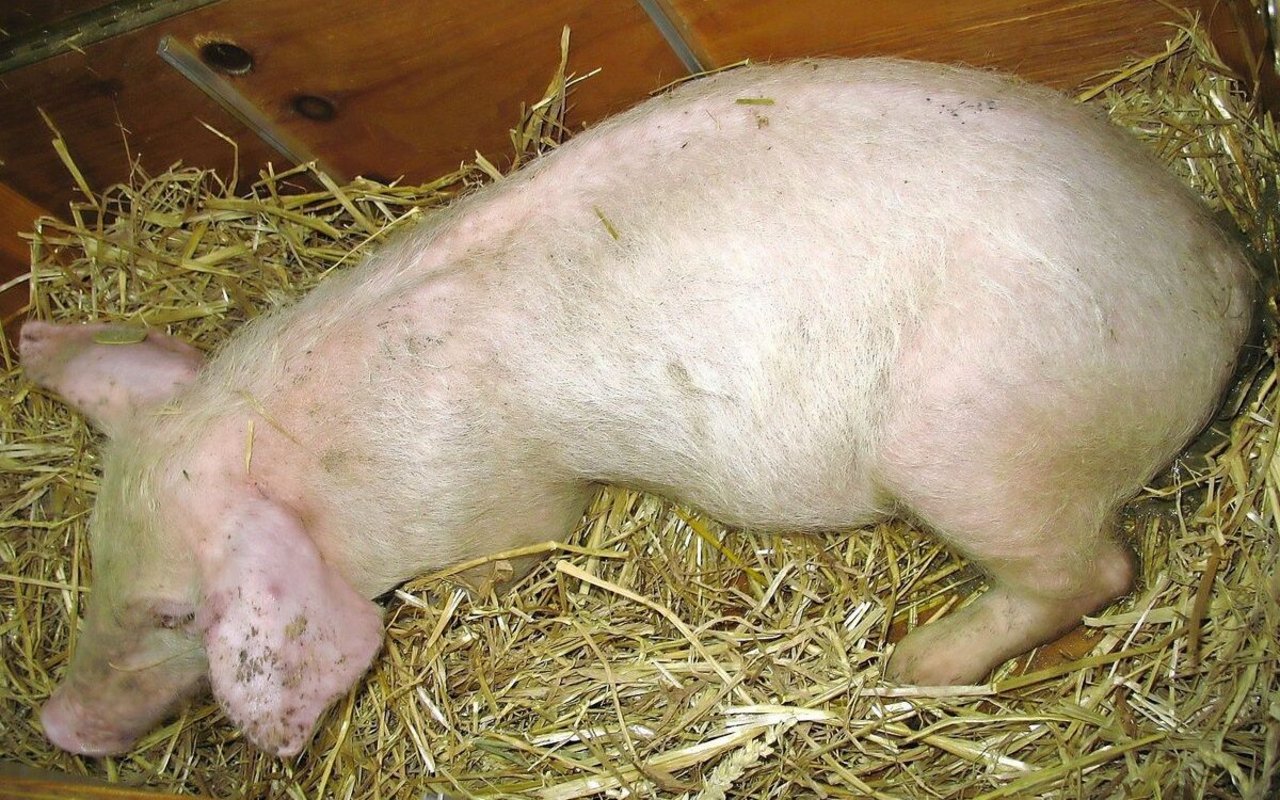 Rund eine Woche nach dem Einstallen der Jager fallen auf dem Betrieb Tiere auf, die im Wachstum zurückbleiben.