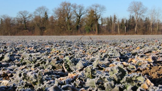 Der Raps braucht bereits früh Nährstoffe, um gut aus dem Winter zu kommen. Auch Schwefel ist bei der Düngung zu berücksichtigen.