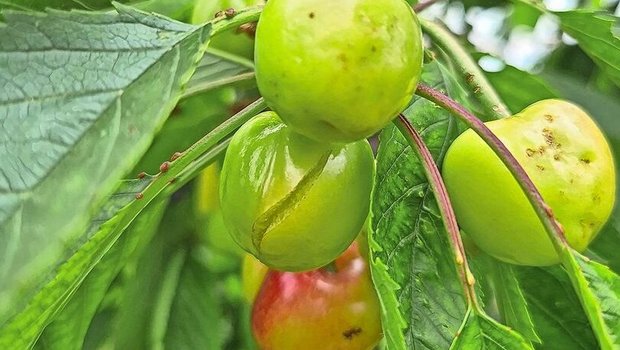 Eine zu hohe Wasseraufnahme über die Wurzel kann zu erhöhtem Wassergehalt in der Frucht und schliesslich zum Platzen der Kirsche führen.