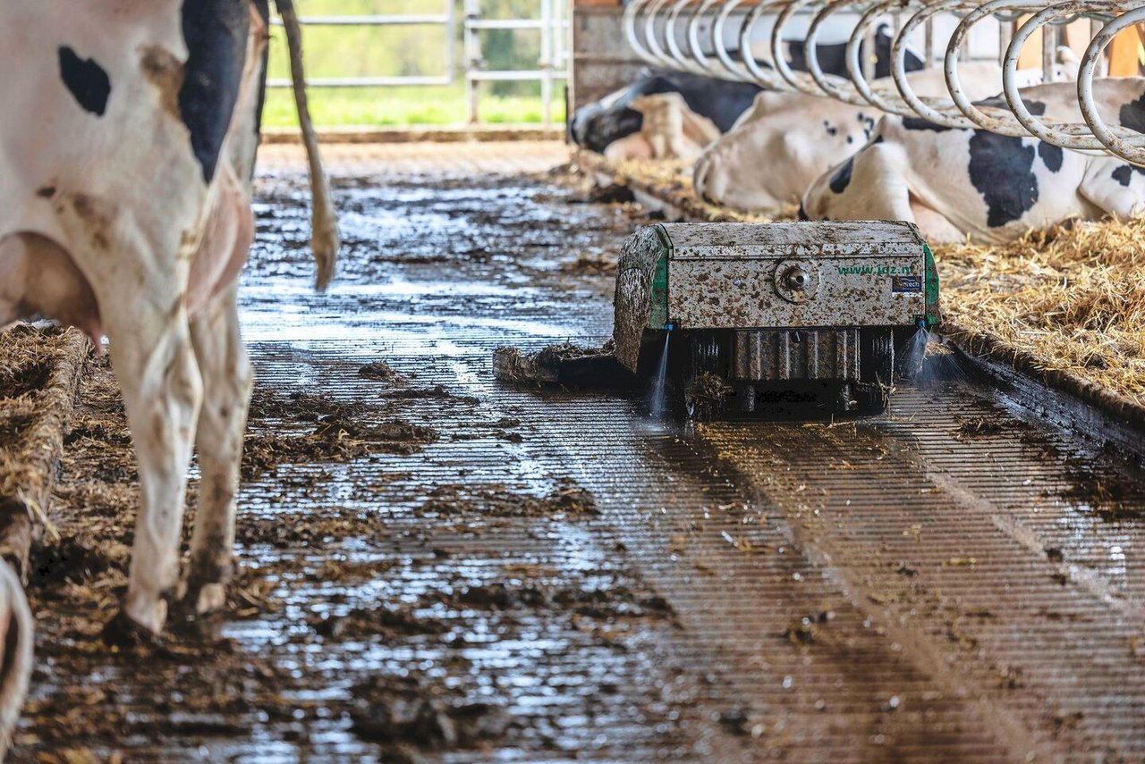 Ein Entmistungsroboter sorgt für trockene, saubere Laufgänge und somit für weniger Ammoniak-Emissionen. Der Roboter reinigt tagsüber alle zwei Stunden.