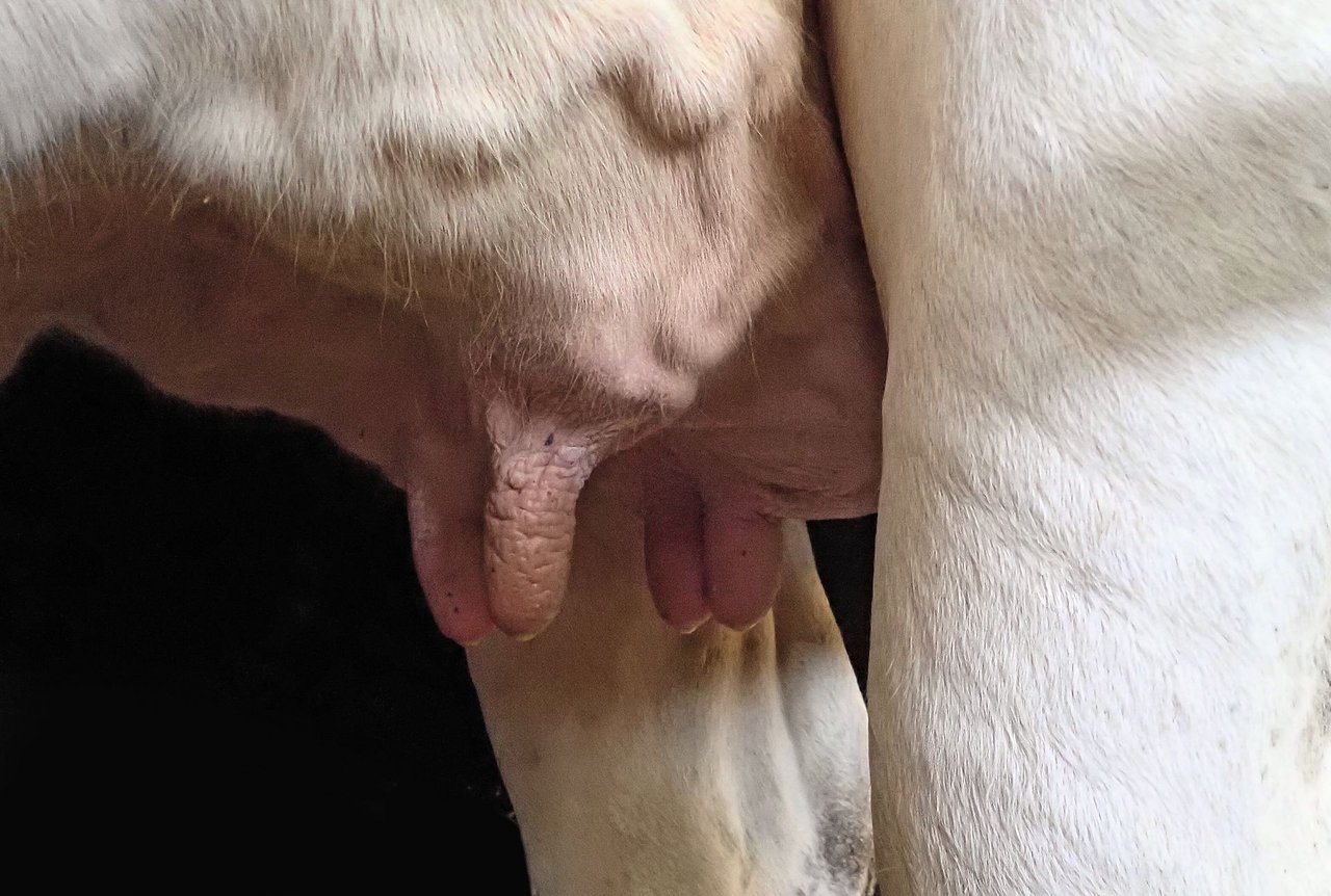 Das selektive Trockenstellen versucht, den Antibiotika-Verbrauch beim Trockenstellen zu reduzieren und die Heilungschancenin der Galtphase zu erhöhen. Das Euter soll nach dem Trockenstellen gut beobachtet, aber so wenig wie möglich berührt werden. (Bilder Iwan Locher)