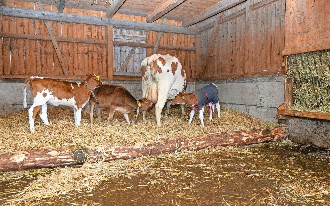 Um verlässlich zu verhindern, dass Kälber sich gegenseitig besaugen, hilft nur die Aufzucht mit der Mutter oder einer Amme. 