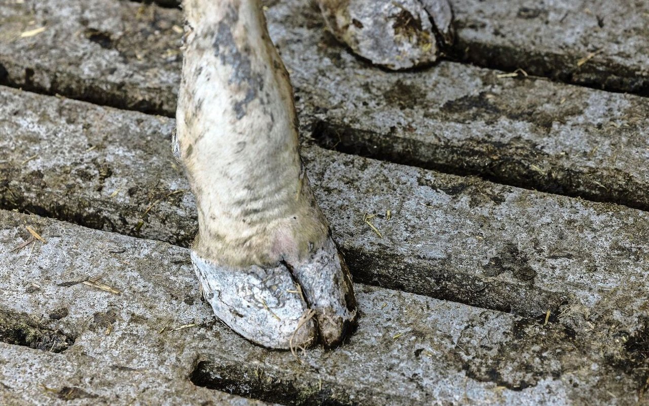 Gülleproben geben Aufschluss über die Nährstoffzusammensetzung der Gülle und zeigen, was sich tatsächlich unter dem Spaltenboden befindet.