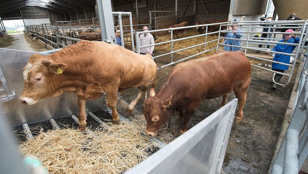 Tiere in Ruhe den Weg suchen lassen, nicht vor die Tiere stehen. (Bilder STS)
