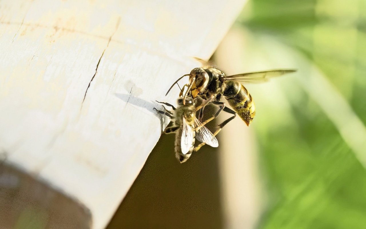 Asiatische Hornissen jagen für ihre Larven Honigbienen.