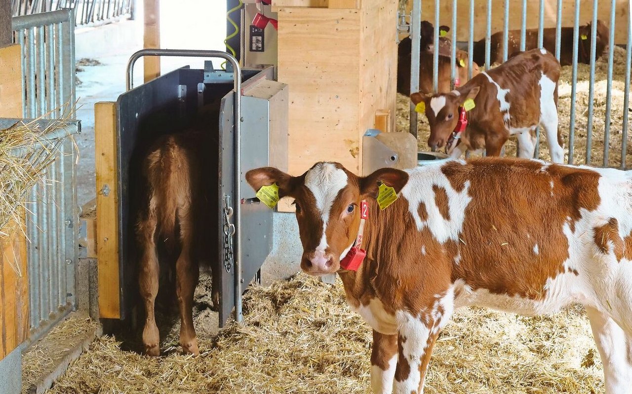Tränkeautomaten sind in der Gruppenhaltung von Vorteil, da die Tränkemenge und -frequenz für jedes Kalb dokumentiert und individuell gesteuert werden kann. 