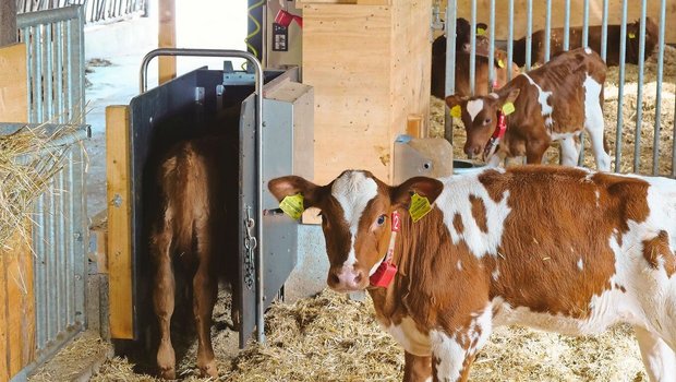 Tränkeautomaten sind in der Gruppenhaltung von Vorteil, da die Tränkemenge und -frequenz für jedes Kalb dokumentiert und individuell gesteuert werden kann. 