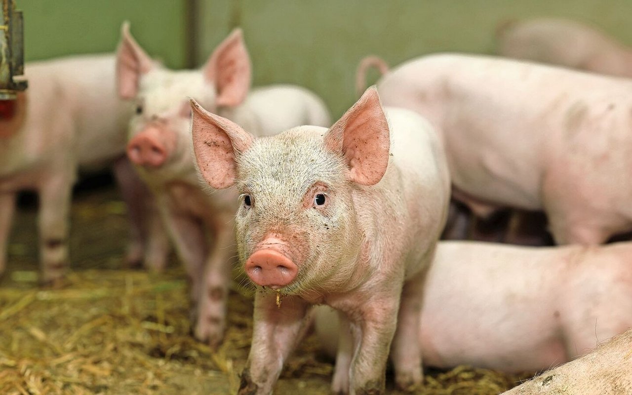 Gesunde Ferkel dank gutem Management und gezielter züchterischer Selektion.
