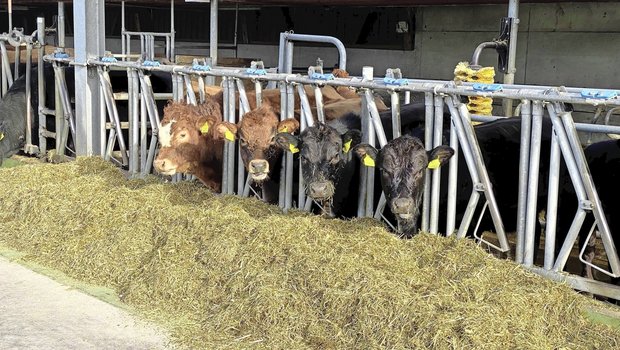 Eine angepasste Mineralstoffversorgung ist wichtig für die Kälbergesundheit.
