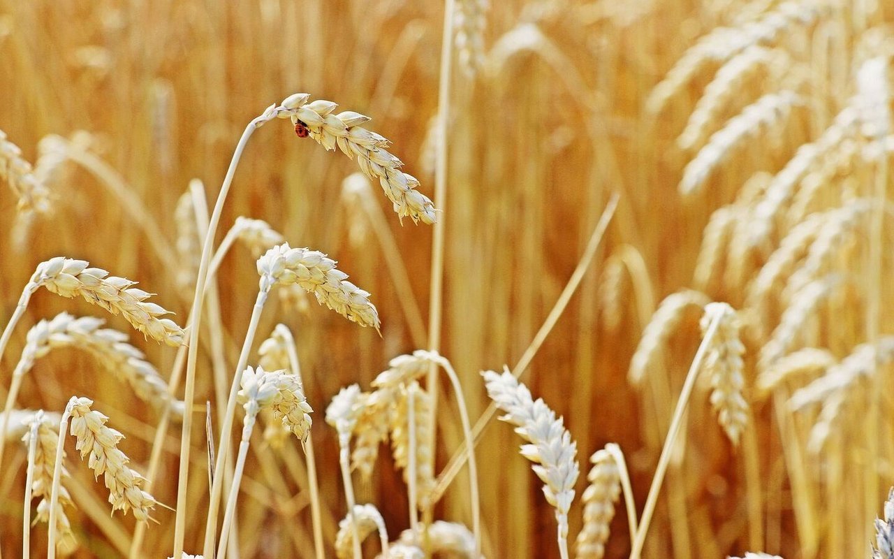 Getreideähren auf dem Feld.