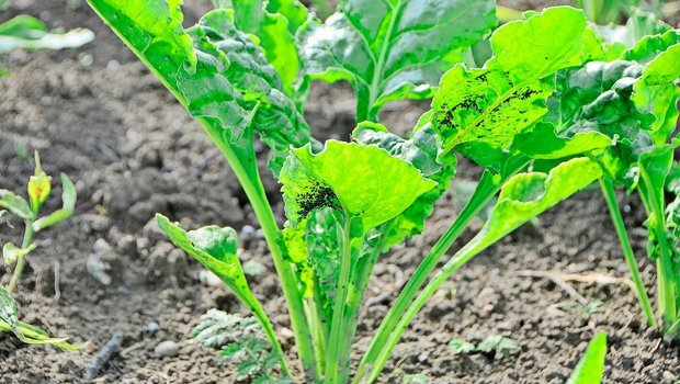 Die Grüne Pfirsichblattlaus bringt die viröse Vergilbung ins Zuckerrübenfeld. Dort können sie auch Schwarze Blattläuse weiterverbreiten.