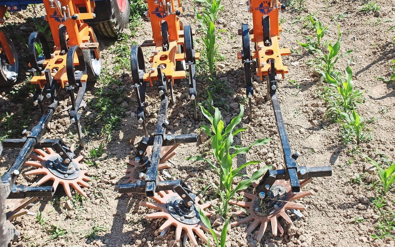 Mit der Fingerhacke kann das Unkraut auch in der Reihe bekämpft werden. 