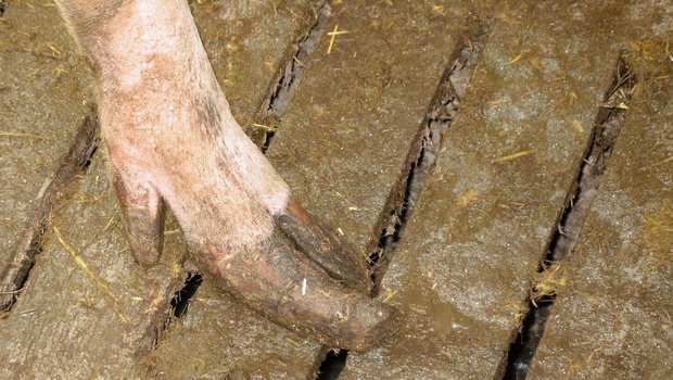 Eine Schweineklaue auf einem Spaltenboden, die eindeutig viel zu lang ist.