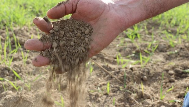 Böden, welche gute Leistungen erbringen sollen, müssen ausreichend mit Kalk versorgt sein.  Bild: Ruth Aerni