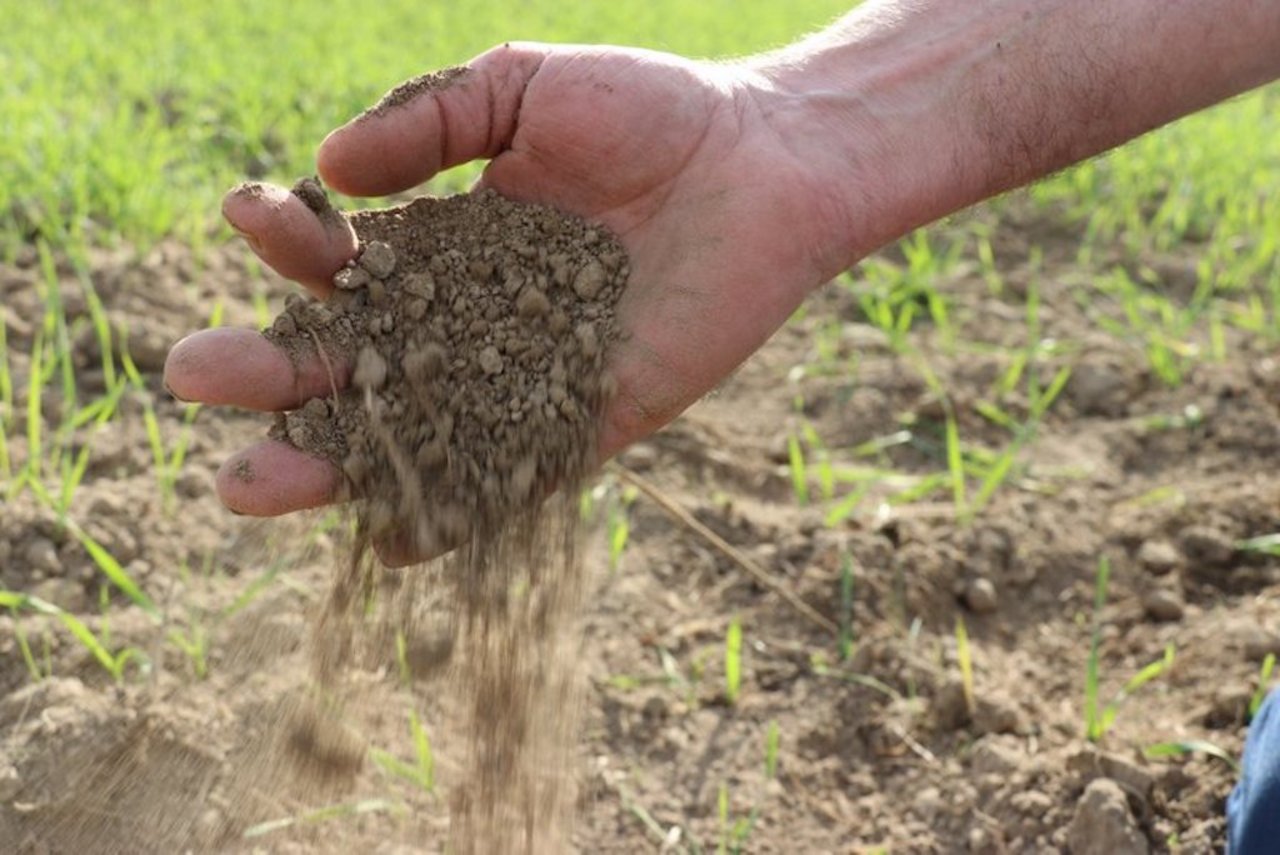 Böden, welche gute Leistungen erbringen sollen, müssen ausreichend mit Kalk versorgt sein.  Bild: Ruth Aerni