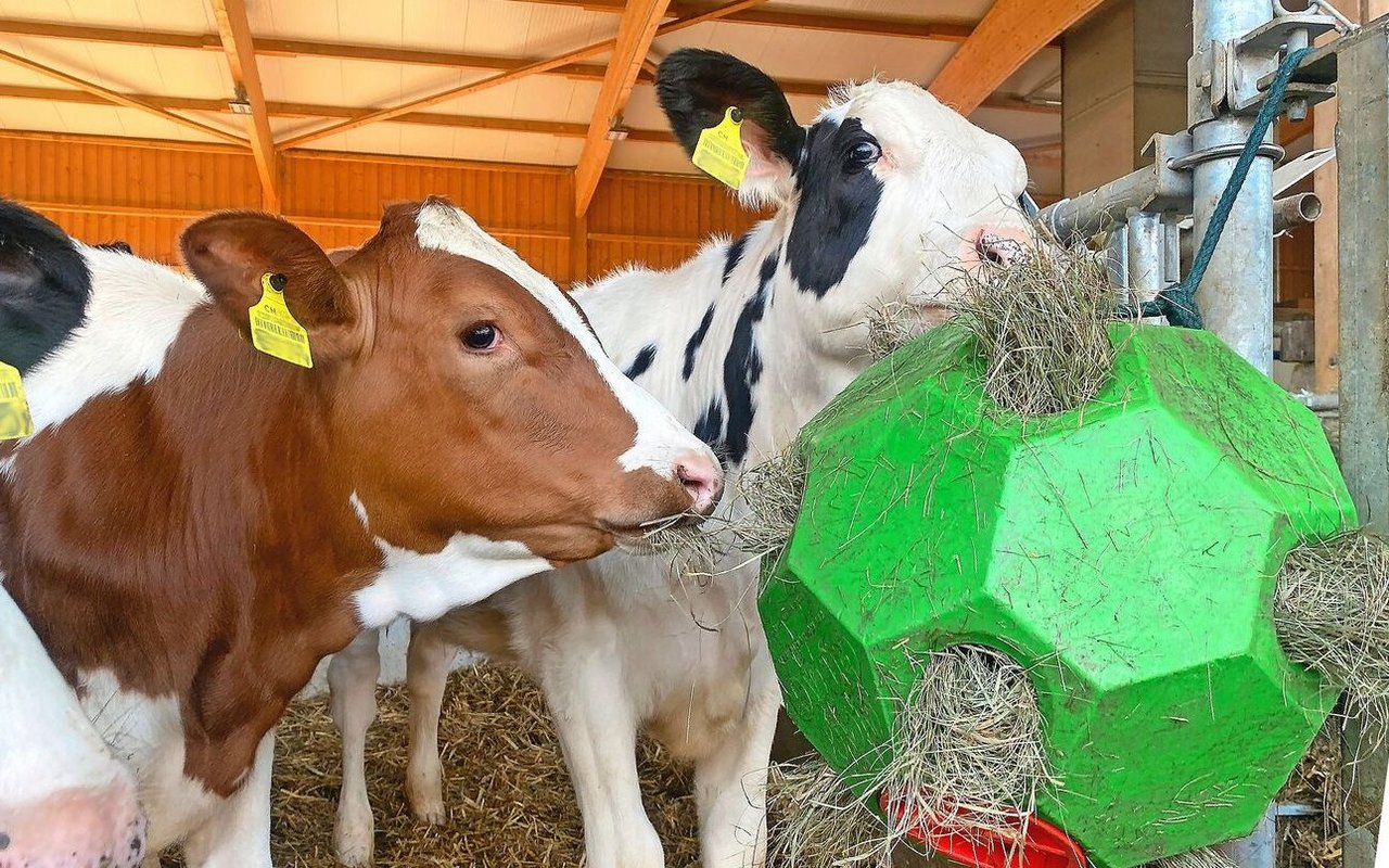 Schon früh beginnen Kälber, sich mit dem Fressen von Raufutter zu beschäftigen. Heu-gefüllte Bälle werden dabei gerne genutzt.