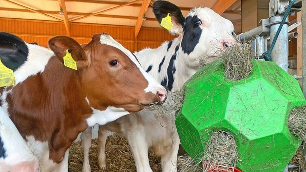 Schon früh beginnen Kälber, sich mit dem Fressen von Raufutter zu beschäftigen. Heu-gefüllte Bälle werden dabei gerne genutzt.
