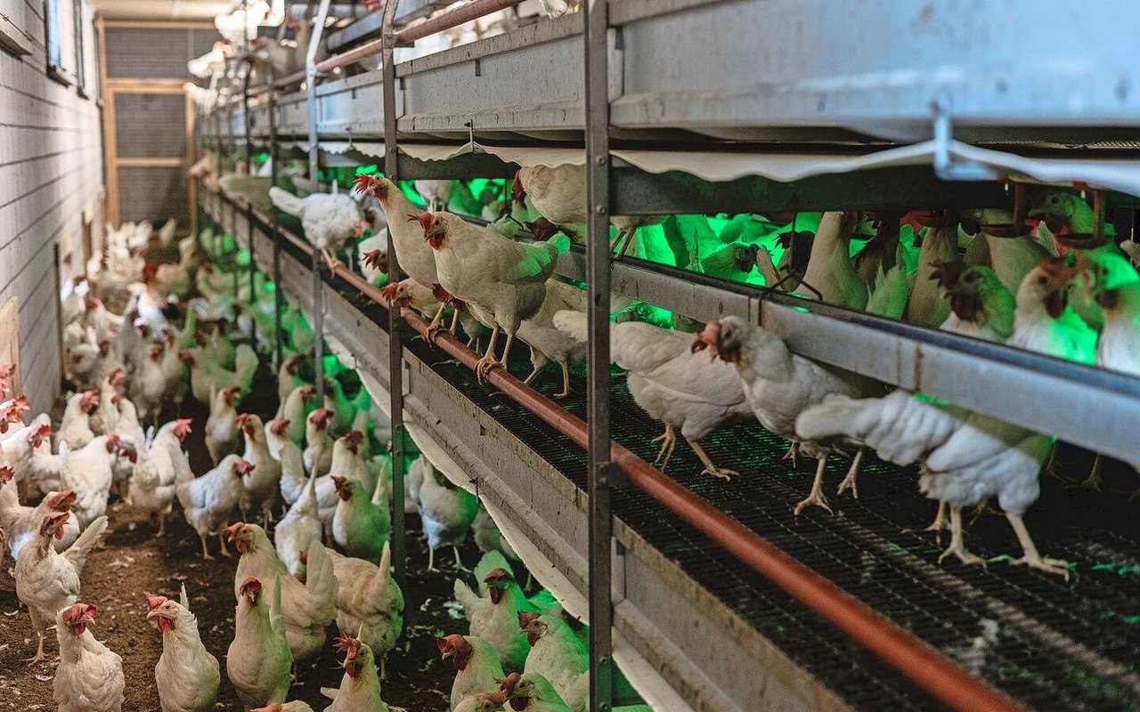 Braune und weisse Hennen sollten getrennt gemausert werden. Weisse Herden legen bei René Bänziger in der Regel ab Beginn der Mauser nach 3 bis 4 Tagen keine Eier mehr, die braunen haben viel mehr Reserven.