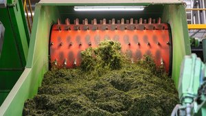 Gras trocknen für einheimisches Eiweissfutter Gras wird auf dem Förderband Richtung Trockentrommel befördert.