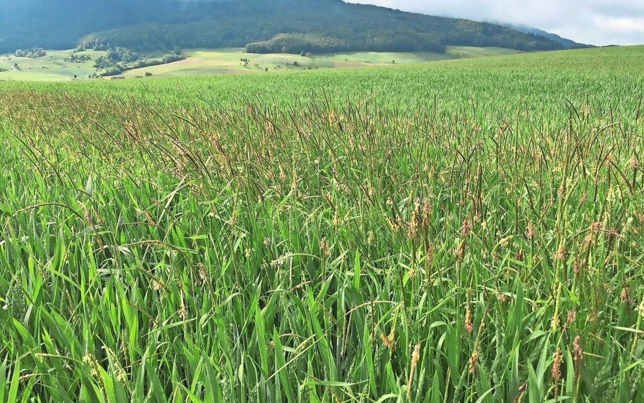 Da Herbizide nicht mehr ausreichend wirken, braucht es zusätzliche Bekämpfungsmassnahmen gegen Ackerfuchsschwanz.