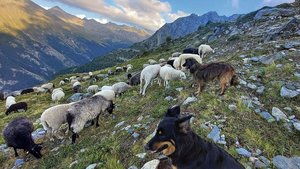 Wolf und Personalmangel auf der Alp Eine Alpweide ist überdeckt mit Schafen in verschiedenen Farben. Zwei Hütehunde stehen zuoberst und beobachten die Herde.