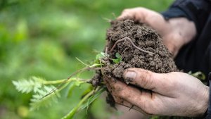 Bodenlebewesen Zwei Hände halten frisch ausgestochene Erde, auf der ein Regenwurm sich kringelt.
