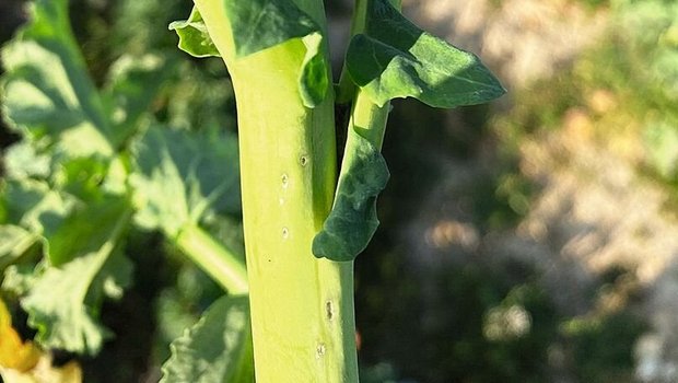 Die Einstiche des Rapsstängelrüsslers sind zuerst schleimig, später (wie im Bild) weisslich umrandet.