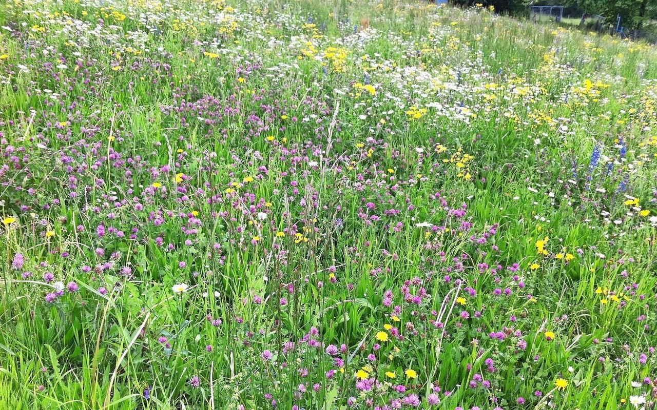 Artenreiche Wiesen können selbst bei extremem Wetter stabilere Futtererträge liefern. Zudem bieten sie auch für die Kohlenstoffspeicherung und die Unterdrückung von Unkraut einen Vorteil.