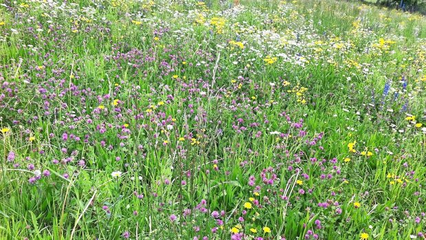 Artenreiche Wiesen können selbst bei extremem Wetter stabilere Futtererträge liefern. Zudem bieten sie auch für die Kohlenstoffspeicherung und die Unterdrückung von Unkraut einen Vorteil.
