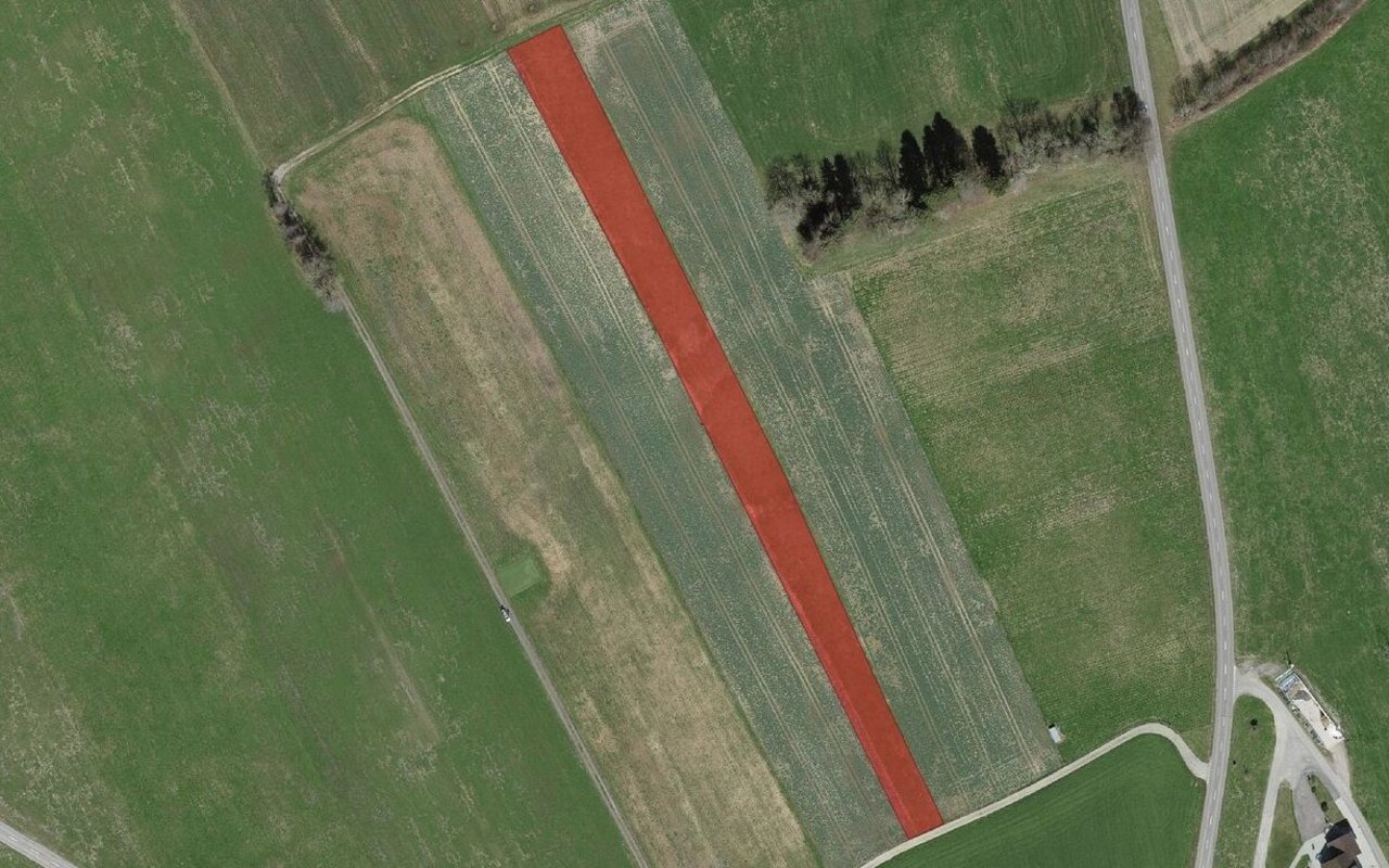 Die Buntbrache dient als grossflächiges wertvolles Element.