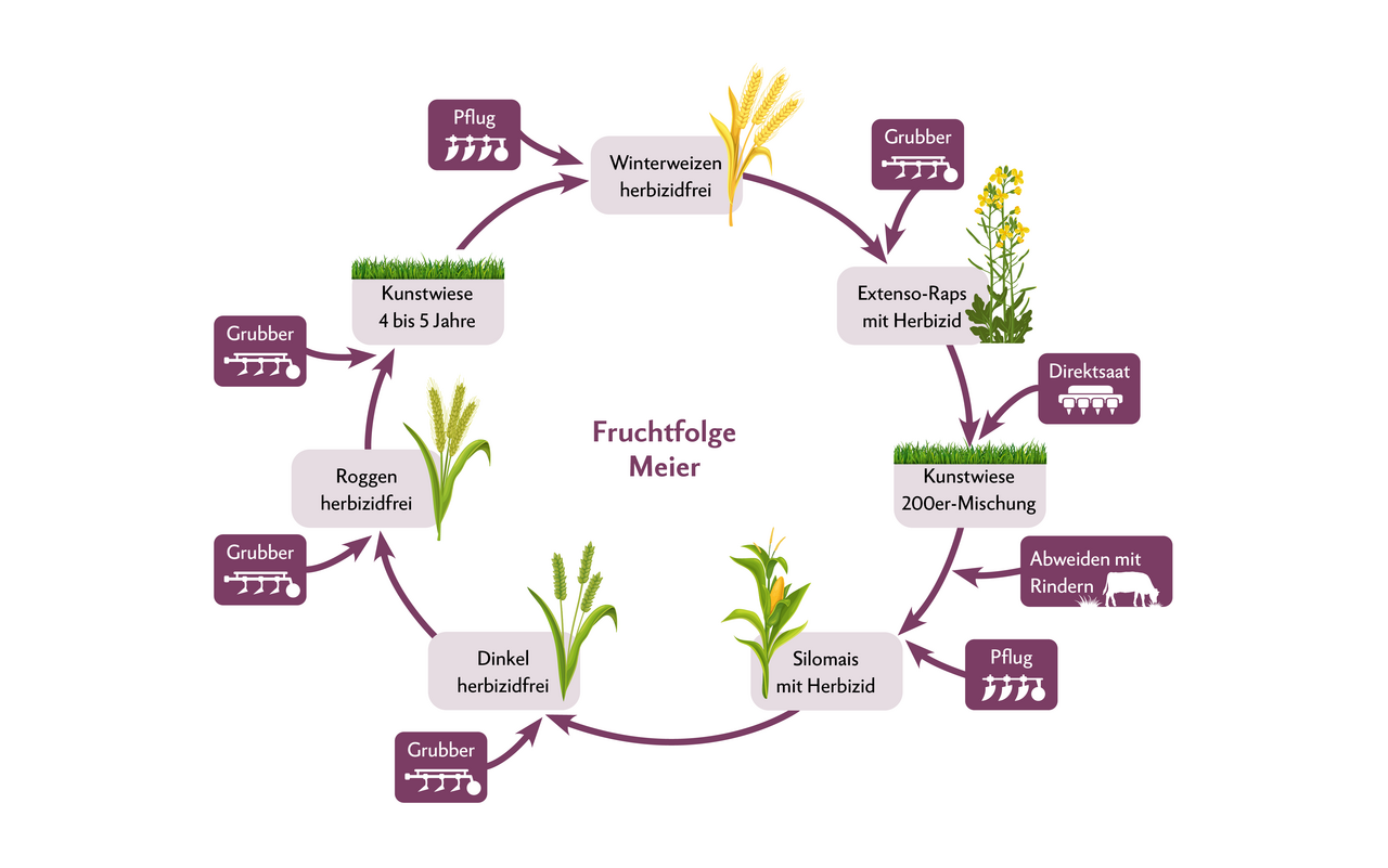 Die Fruchtfolge von Christian Meier dauert neun bis zehn Jahre. Der Weizen wird bewusst am Anfang der Fruchtfolge angebaut. Der Pflugeinsatz ermöglicht einen sauberen Start. Raps und Mais werden bewusst mit Herbizid angebaut.